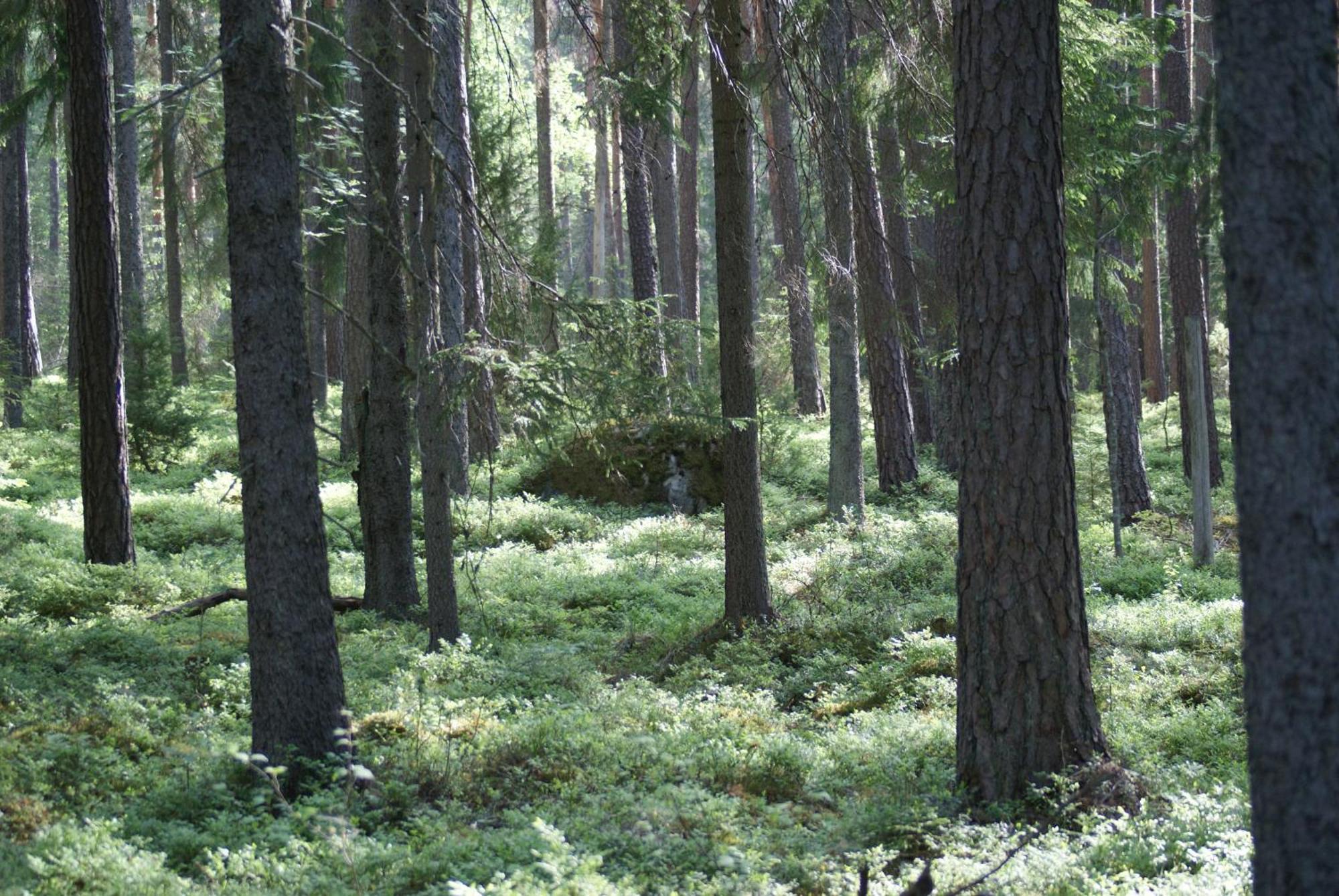 Froeya Timber Cottage أرفيكا المظهر الخارجي الصورة